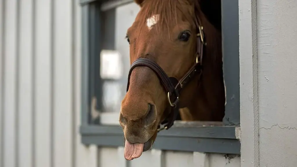 Waarom Paarden Jouw Angst Ruiken en Hoe Dit Hun Gedrag Verandert