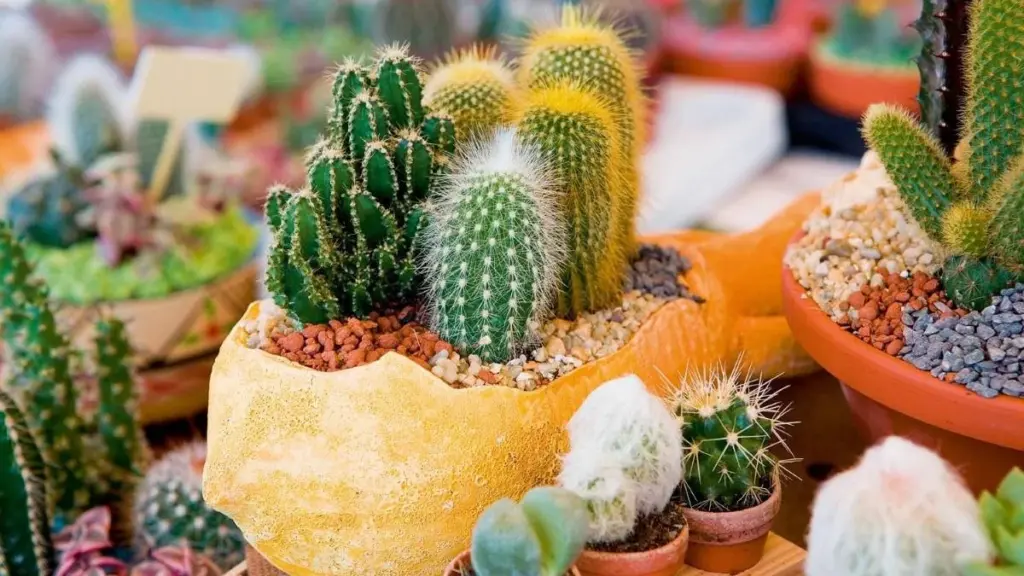 Waarom een cactus op je balkon meer doet dan je denkt