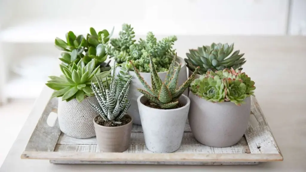 Waar je succulenten moet plaatsen voor positieve energie en welvaart in huis