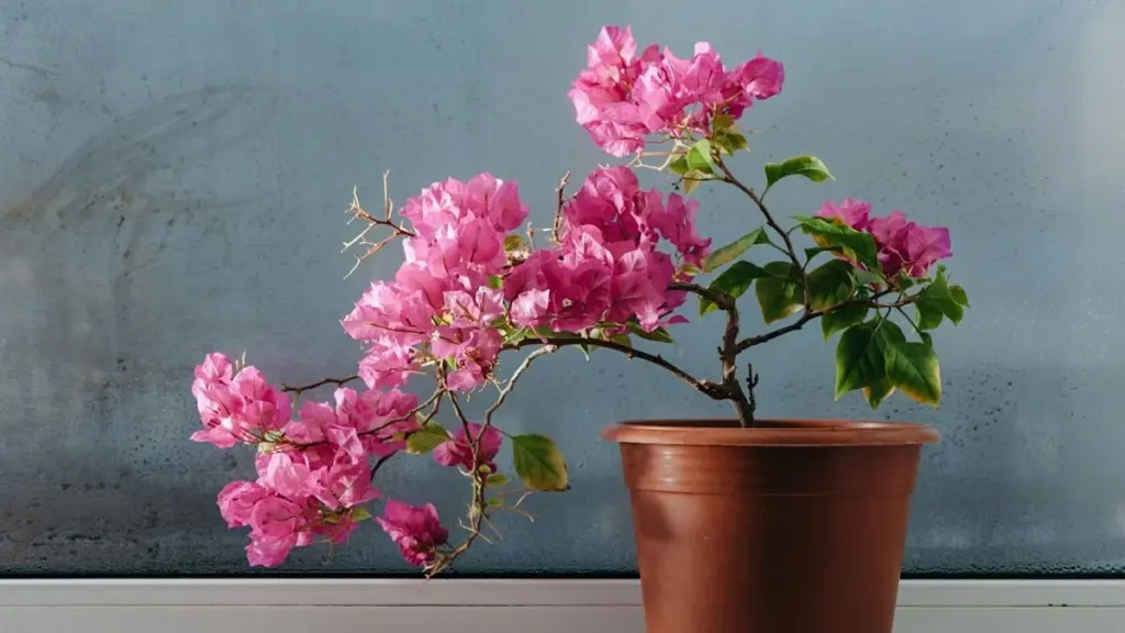 Deze Plant Bloeit Explosief Naarmate Ze Meer Zon Krijgt